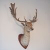 Taxidermie – Image 2