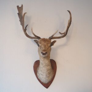 Taxidermie
