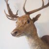 Taxidermie – Image 4