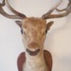 Taxidermie – Image 5