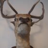 Taxidermie – Image 6