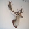 Taxidermie – Image 7