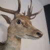 Taxidermie – Image 8