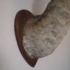 Taxidermie – Image 9