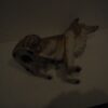 Chiens vers 1980 – Image 4