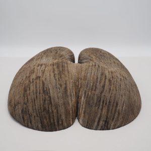 Partie de Coco fesse